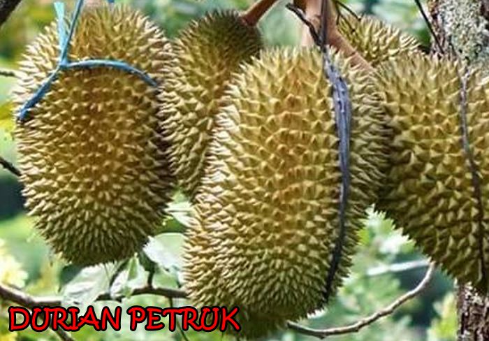 Pohon Durian Petruk