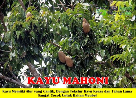 Pohon Kayu Mahoni