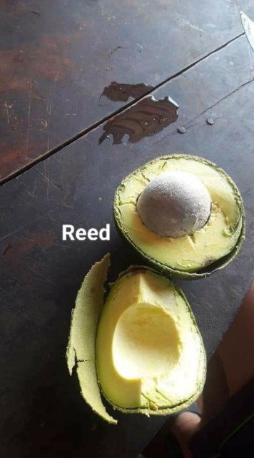 alpukat Reed