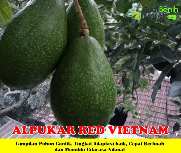 Bibit Alpukat Red Vietnam