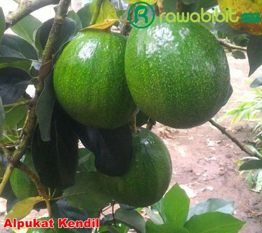 Alpukat Kendil