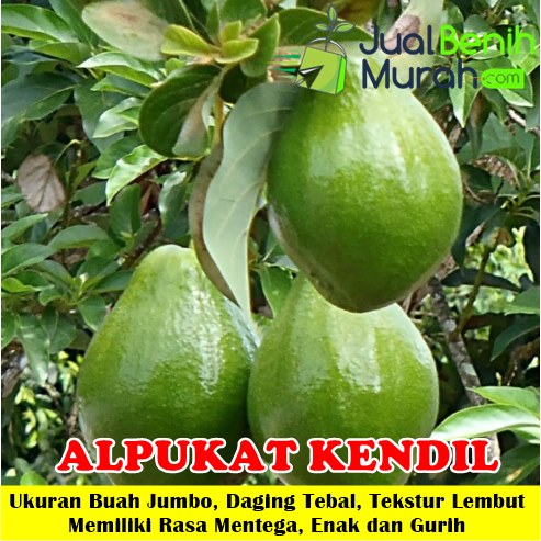 Bibit Alpukat Kendil Unggul