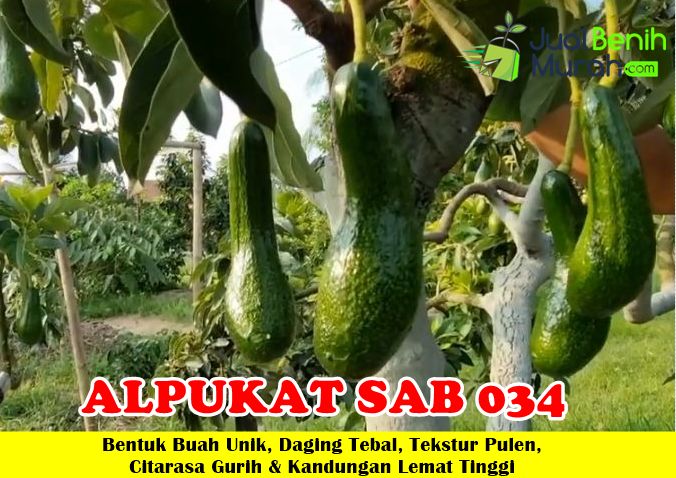 Bibit Alpukat Sab 034 Vietnam