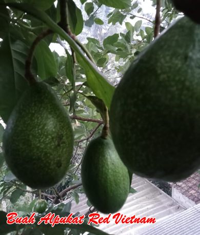 Alpukat red vietnam super