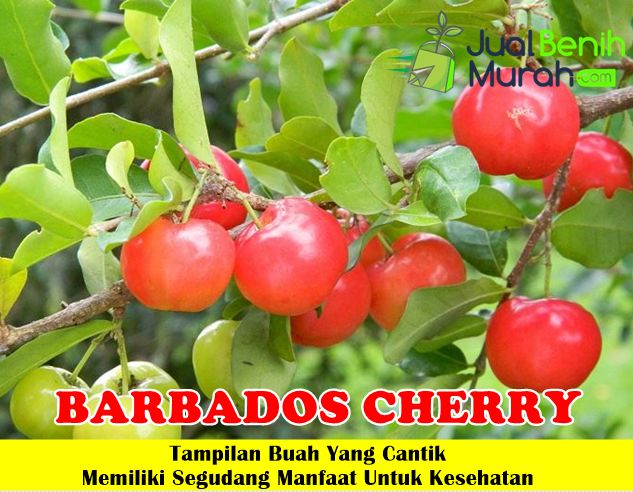 Bibit Barbados Cherry