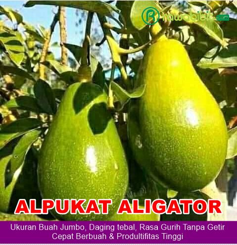 Bibit Alpukat ALigator Unggul