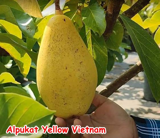 Bibit Alpukat Yellow Vietnam 1