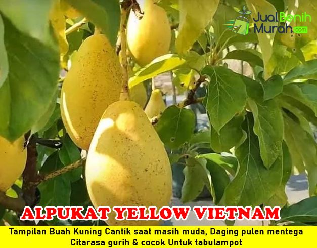 Bibit Alpukat Yellow Vietnam