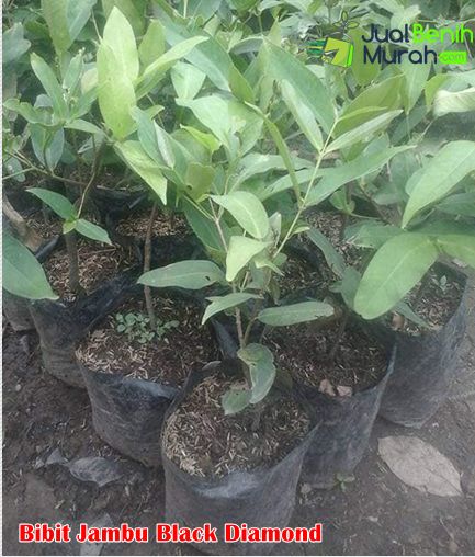 Bibit Jambu Black diamond