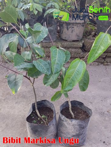 Bibit Markisa Ungu