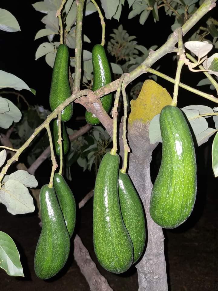 Bibit alpukat sab 034 unggul