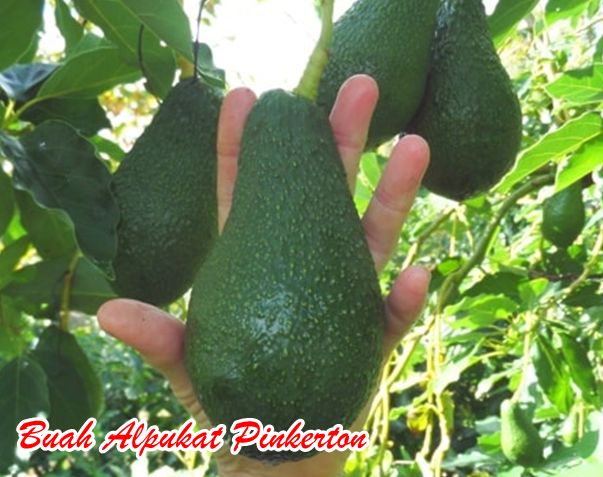 Buah Alpukat Pinkerton