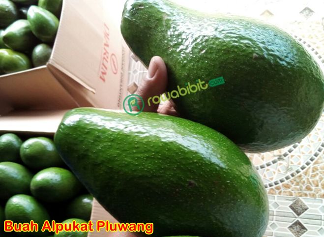 Buah Alpukat Pluwang