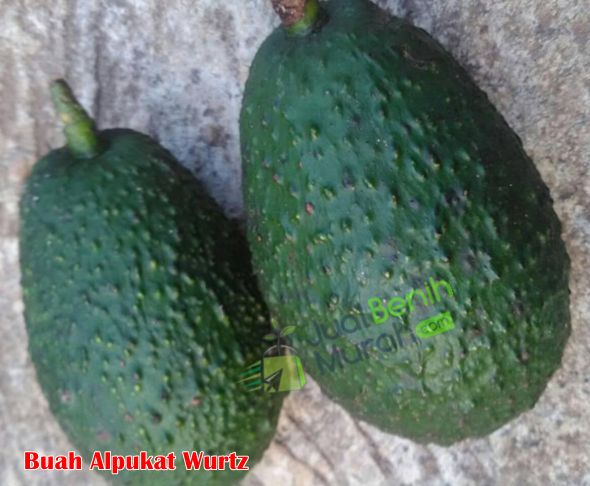 Buah Alpukat Wurtz