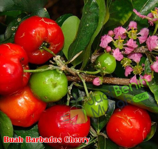 Buah Barbados Cherry