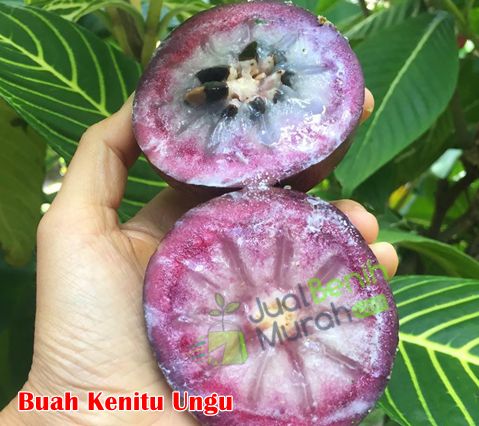 Buah Kenitu Ungu