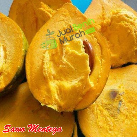 Buah Sawo Mentega
