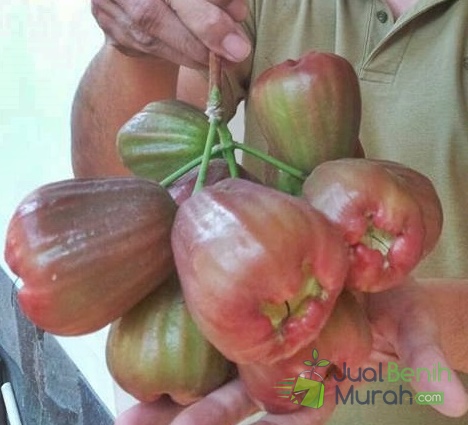 Jambu Air Bajang Leang