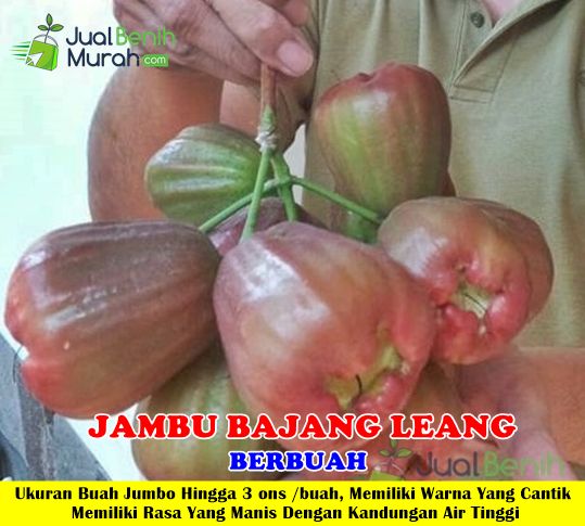 Bibit Jambu air Bajang Leang 