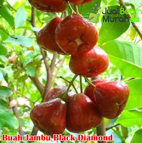 Bibit Jambu black diamond