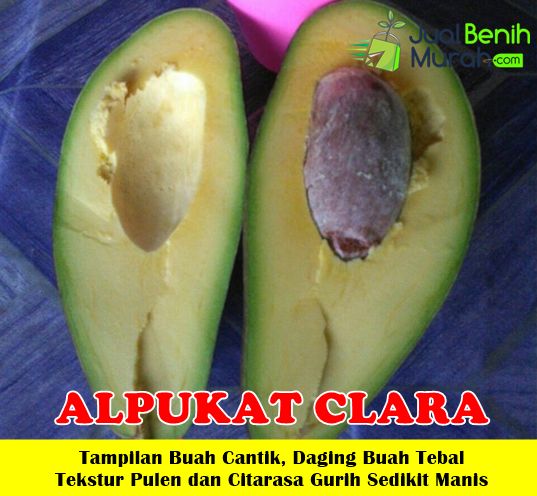  Bibit Alpukat Clara