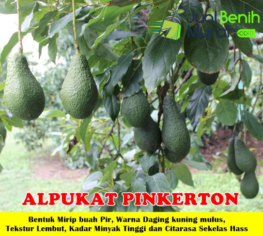 Bibit Alpukat Pinkerton