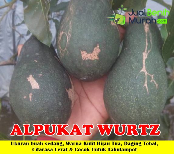 Bibit Alpukat Wurtz