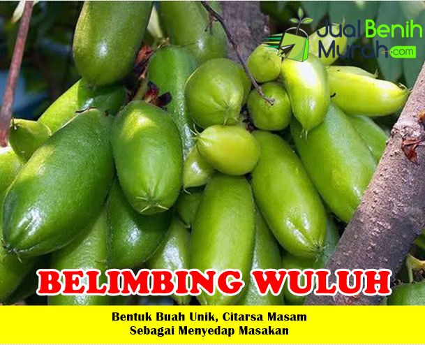 Jual Bibit Belimbing Wuluh