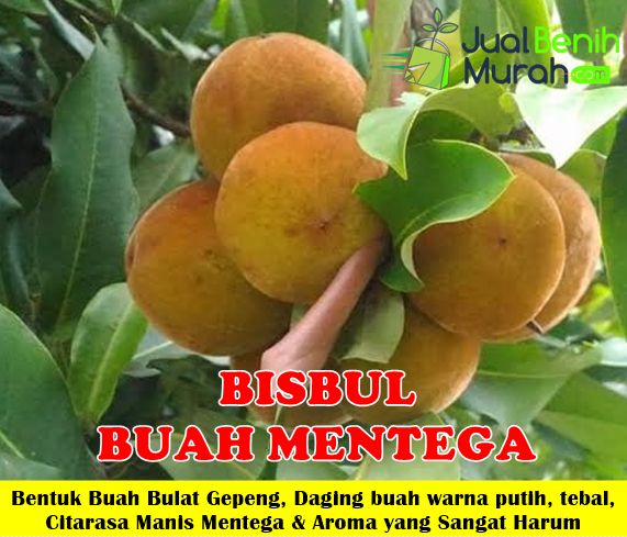 Jual Bibit Bisbul buah mentega