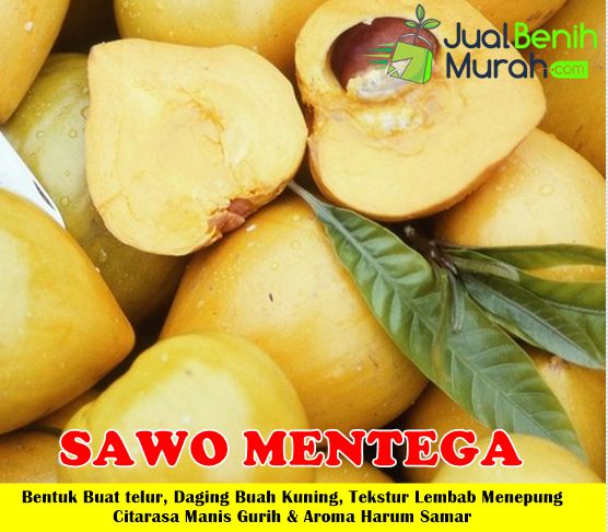 Bibit Sawo Mentega