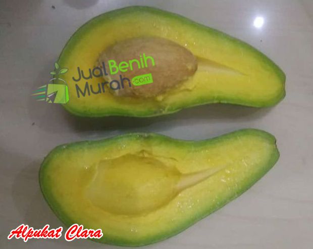 bibit Alpukat Clara unggul