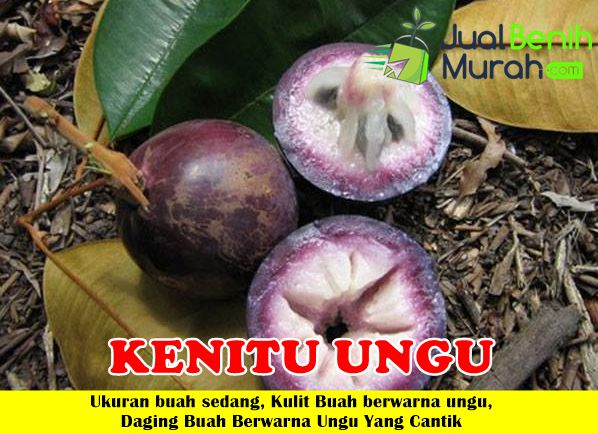 Bibit Kenitu Ungu