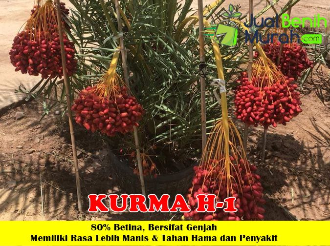Bibit Kurma H1