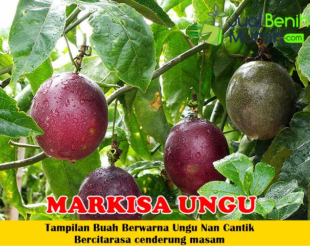 Bibit Markisa Ungu