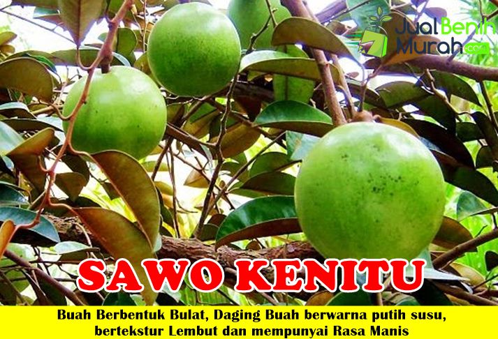 Bibit Sawo Kenitu