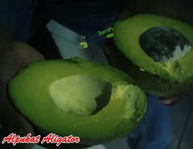 alpukat aligator genjah