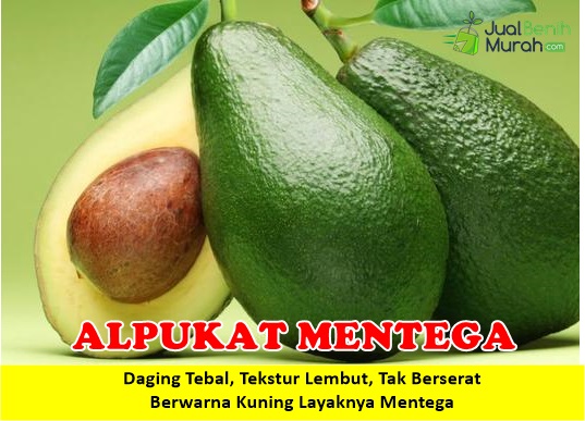 Bibit Alpukat Mentega 
