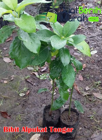 Bibit Alpukat Tongar