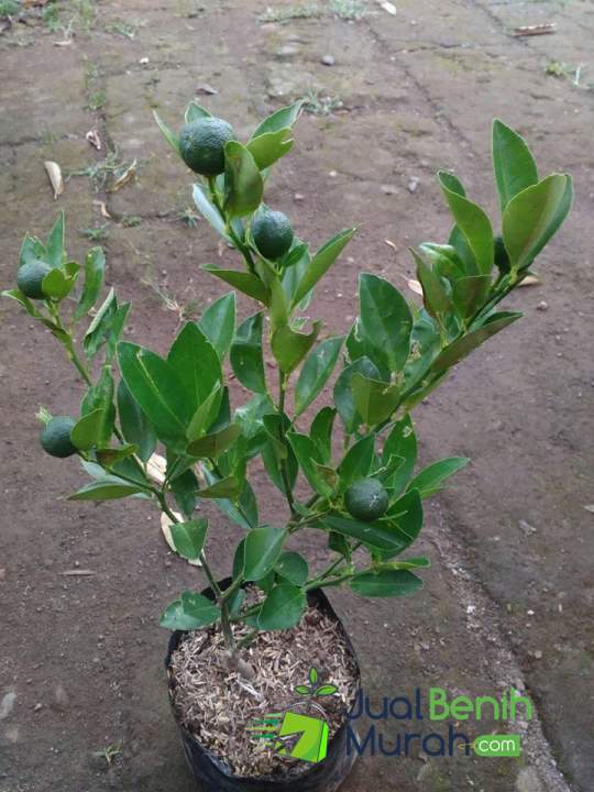 Bibit Jeruk KIP