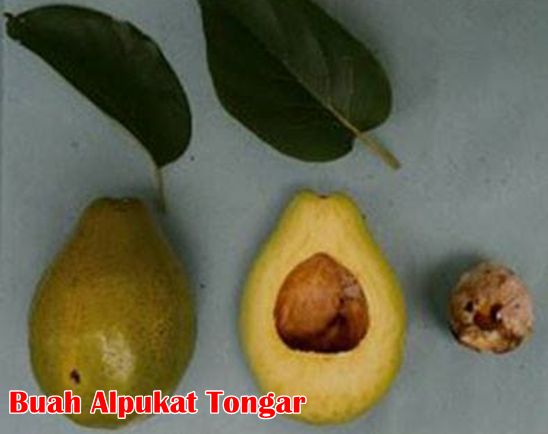 Buah Alpukat Tongar