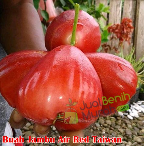Buah Jambu Air Red Taiwan