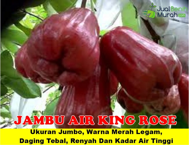Bibit Jambu air King Rose