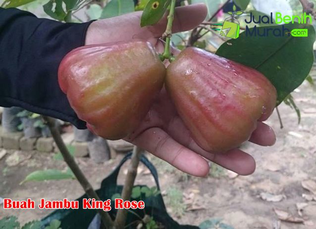 Buah Jambu air King Rose