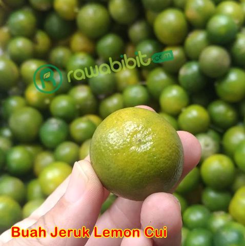 Buah Jeruk Lemon Cui