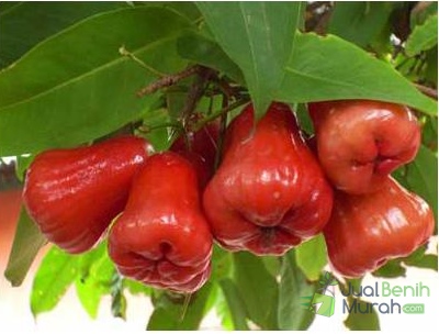 Bibit Jambu Air Cincalo Merah
