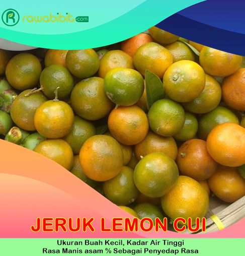 Bibit Jeruk Lemon Cui