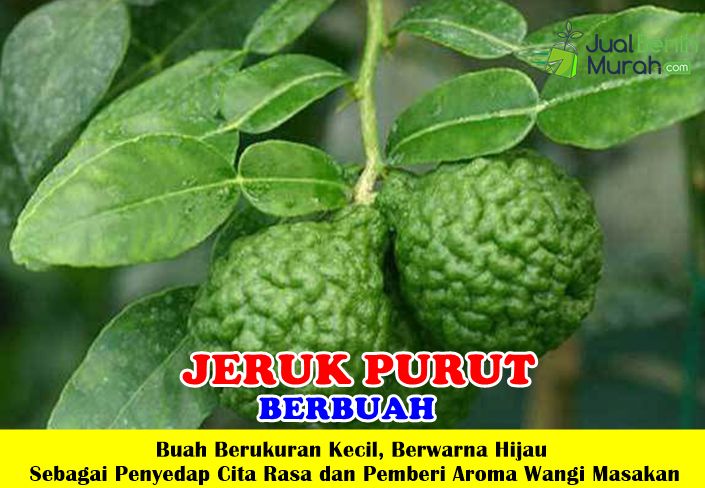 Jeruk Purut Berbuah