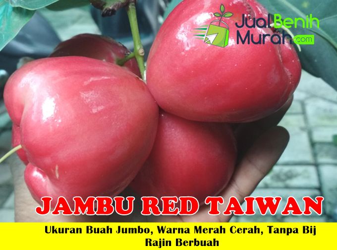 Bibit Jambu Air Red Taiwan