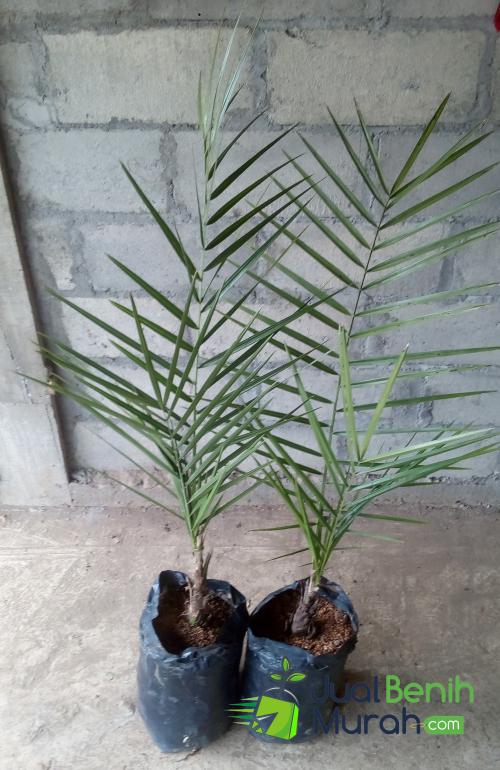 Bibit Kurma KL-1 Unggul