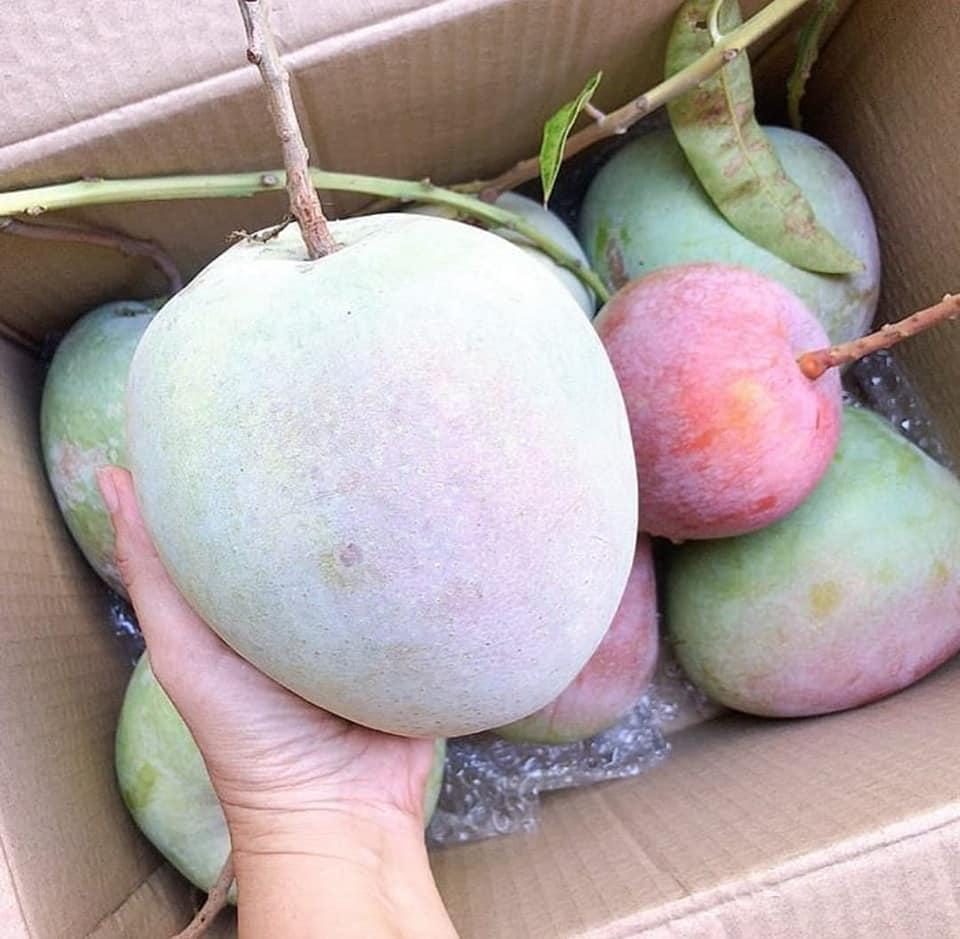 Bibit Mangga kelapa